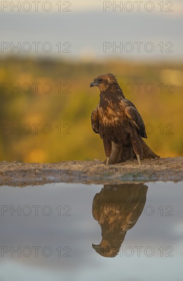 A stunning image capturing a majestic eagle sitting serenely beside the water, with its perfect reflection mirrored on the surface. The scene is illuminated by golden hour sunlight, providing a warm, natural backdrop