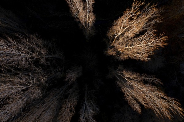 An aerial shot of bare trees during autumn, their sparse branches highlighted against dark surroundings, capturing the essence of fall as the trees prepare for winter