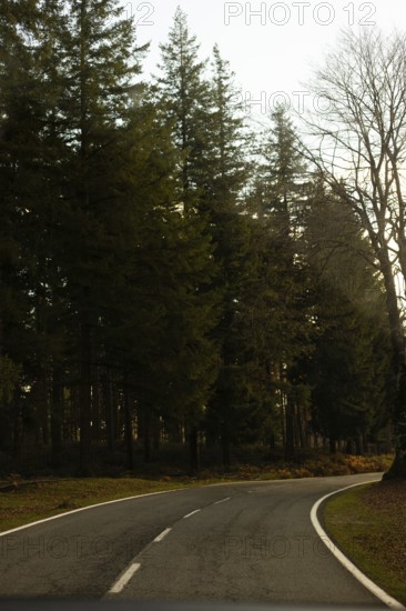 A peaceful road winds through tall evergreen trees in the soft morning light of autumn The serene atmosphere captures the essence of a tranquil forest setting