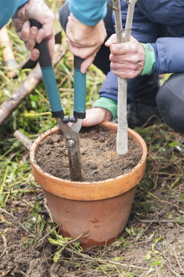 Cropped unrecognizable individuals engage in planting a small tree in a rustic terracotta pot outdoors. Their hands gripping tools, they work the soil carefully, symbolizing growth and environmental care