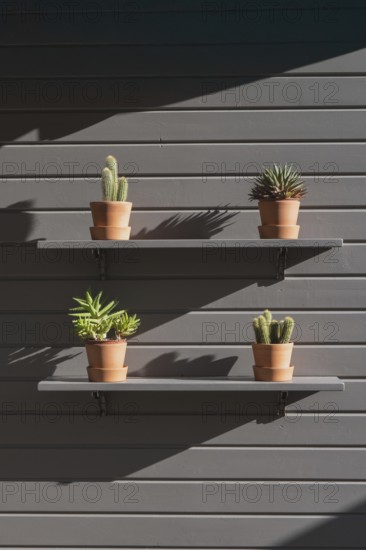 Photo of a minimalist wall display featuring terracotta pots with cactus and succulents on wooden shelves. The scene is illuminated by warm sunlight, casting shadows