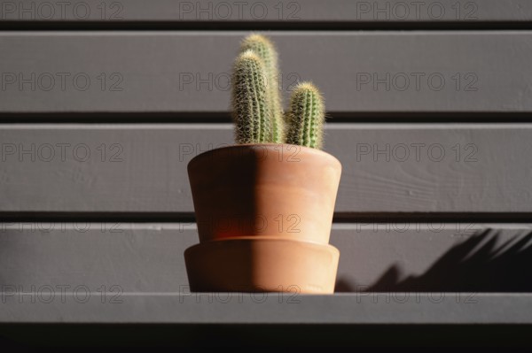 A small cactus in a terracotta pot is illuminated by soft sunlight. It creates a beautiful contrast against a dark wooden background, adding a touch of nature indoors