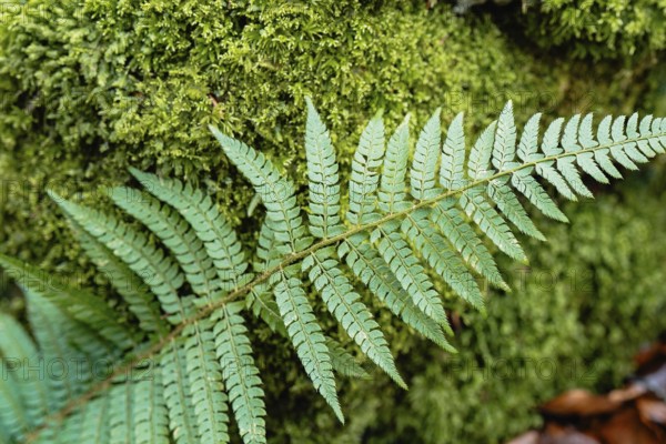 Vibrant green fern leaf against a lush mossy background, showcasing intricate patterns and textures. The interplay of colors highlights the beauty of nature's design in a magic forest
