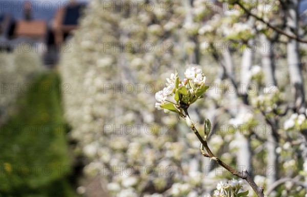 Lush apple trees in full bloom line a quaint village street in Switzerland, capturing the essence of spring with vibrant blossoms