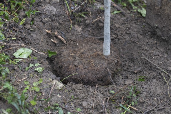 A garden spade stands inserted in soil next to a freshly dug-up clump of earth containing exposed tree roots, surrounded by green foliage