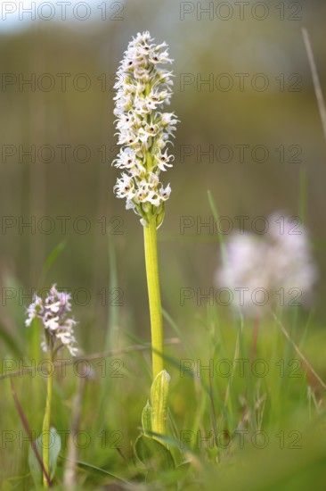 A single wild orchid stands tall in a vibrant green meadow. The delicate white flowers are captured in full bloom, showcasing the beauty of nature in a peaceful setting
