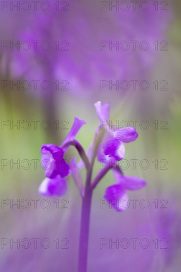 A close up of vibrant orchids against a dreamy, blurred background. The soft focus and gentle colors create an ethereal and serene atmosphere