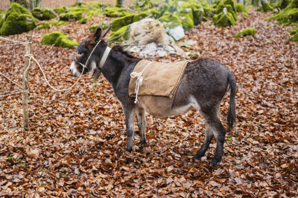 A donkey stands on a magic forest floor covered with autumn leaves. Tied to a wooden post, it wears a simple burlap blanket, amidst moss covered rocks