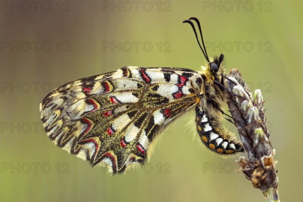 Stunning close up of a colorful butterfly with intricate patterns resting on a orchid. Captures the delicate details of the wings and the serene natural setting