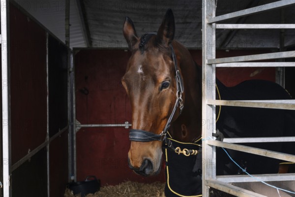 A show horse in classical dressage gear peers out from a stable stall, adorned with elegant harness and black and gold trimming