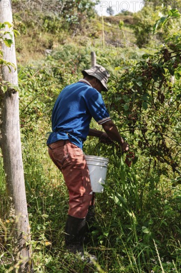 A farmer collects ripe blackberries in a lush Colombian field He wears casual work attire and holds a bucket, surrounded by verdant foliage and berry bushes