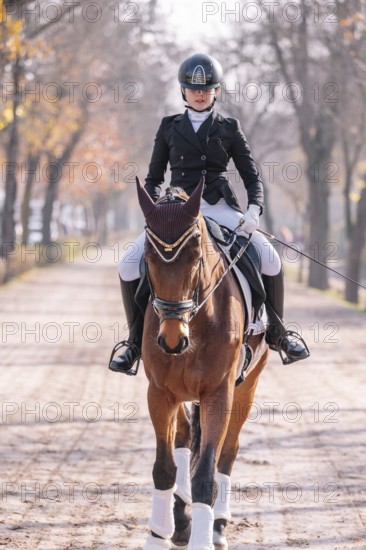 A skilled rider in formal attire guides a majestic horse down a tree-lined path, highlighting the art and precision of classical dressage in an outdoor setting
