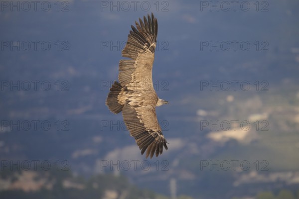 A majestic griffon vulture with outstretched wings soars gracefully above scenic valleys in Alicante, Spain The bird's impressive wingspan and plumage are beautifully detailed