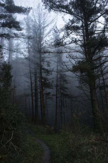 A serene forest pathway under misty evening skies. The tall, bare trees and dense fog create an ethereal, mysterious atmosphere, perfect for a tranquil, introspective mood