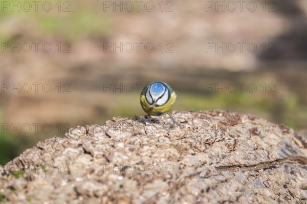 A vibrant Blue Tit showcases its colorful plumage while perched atop a textured log, set against a softly blurred natural background