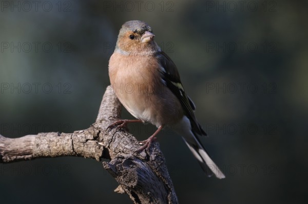 Small Common Chaffinch, Fringilla coelebs, with a reddish-brown plumage sits on a tree branch, surrounded by a blurred green background Captured in a serene natural setting