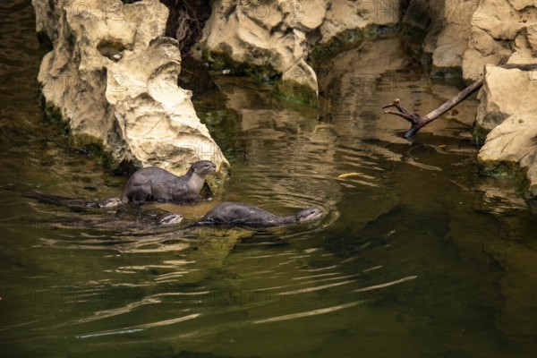 A pair of nutrias gracefully swim near rocky formations in a serene water body at Khao Sok National Park in Surat Thani Province, Thailand, showcasing their natural habitat and behavior