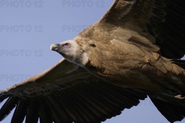 A detailed close-up of a griffon vulture in flight, highlighting its textured feathers, sharp beak, and intense gaze Captured under a clear blue sky in Alicante, Spain