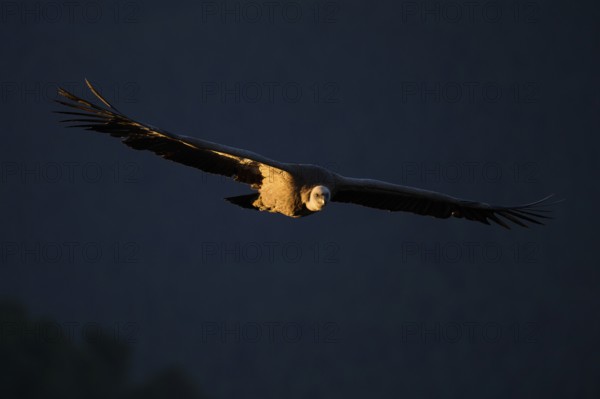 A majestic griffon vulture soaring with its expansive wings spread wide, highlighted by the soft golden glow of sunset Captured in Alicante's serene natural surroundings