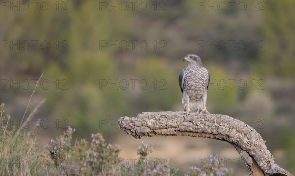 A majestic Northern Goshawk female perched on a weathered curved branch, set against a blurred natural backdrop of green foliage and shrubs in a serene outdoor environment