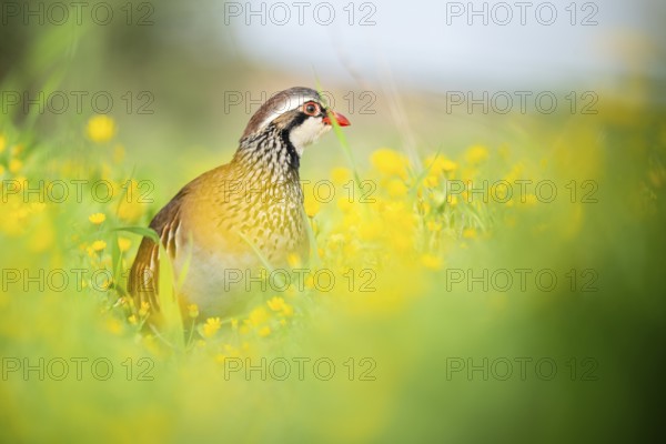A red-legged partridge stands elegantly amidst vibrant yellow wildflowers in a lush green meadow, showcasing the beauty of nature and wildlife in its natural habitat