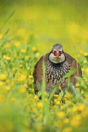 A red-legged partridge is observed in a lush meadow Its intricate plumage is highlighted against a backdrop of yellow flowers, capturing the essence of nature's beauty