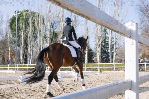 Back view of unrecognizable teenage equestrian riding a bay horse in a classical dressage session. Captured in a sandy arena surrounded by a white fence and trees in the background
