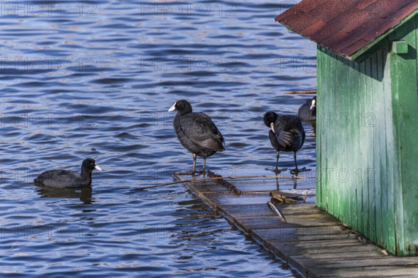 A group of Eurasian coots gathers near a small green dock on the calm waters of Lisi Lake. The birds rest, preen, and swim in a tranquil winter setting