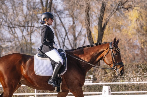 An equestrian athlete in formal attire demonstrates classical dressage on a brown horse, showcasing skill and grace in a competitive outdoor setting against a natural backdrop