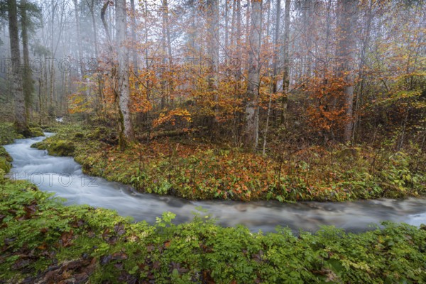 A serene stream flows through a misty forest in Hintersee, surrounded by vibrant autumn foliage The tranquil scene highlights nature's colorful transformation