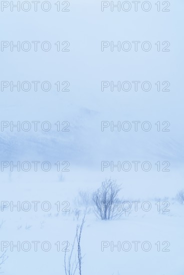 A serene, snow-covered landscape in Swedish Lapland. Frosty atmosphere and gentle mists create a peaceful winter scene. Perfect for themes of nature and tranquility