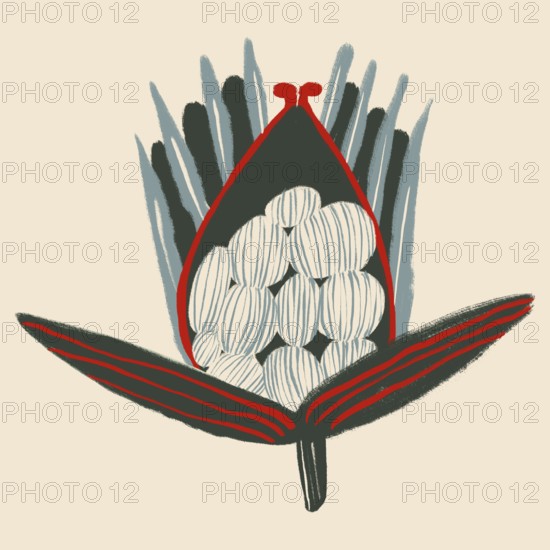 An artistic illustration of a protea flower, rendered in bold, contrasting colors with abstract, stylized shapes and sweeping lines