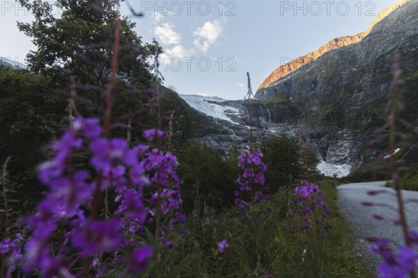 Purple wildflowers in the foreground frame a breathtaking view of a glacier in Norway's mountains Sunlit peaks and lush greenery add depth to this serene and scenic landscape