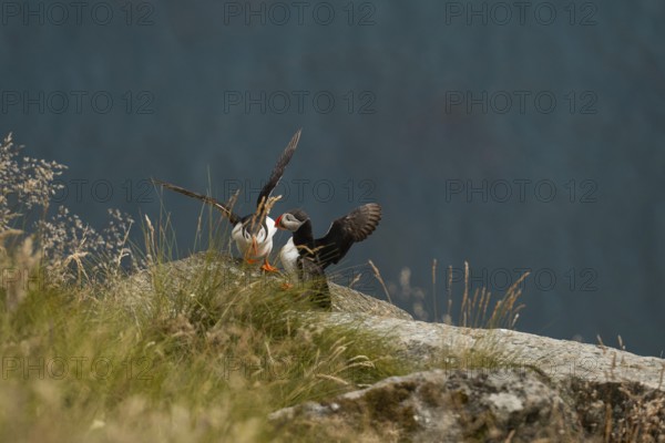 Two puffins, Fratercula arctica, perch on a rocky cliff in Norway, surrounded by lush grass and overlooking the sea The serene scene captures the essence of wildlife in natural habitats