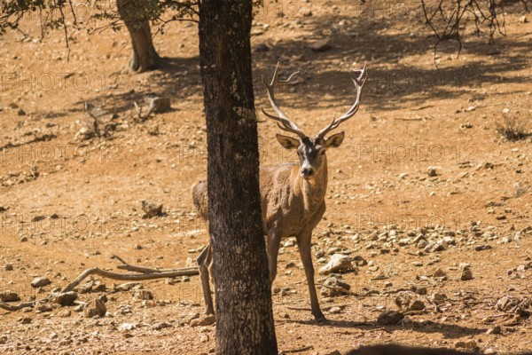 A deer peers curiously from behind a tree in a sunlit, rocky forest. The natural setting highlights the woodland ambiance, with shadows creating intriguing patterns