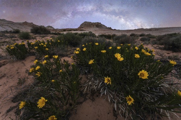 A serene spring night at Coyote Buttes in the Paria Canyon-Vermilion Cliffs Wilderness, Arizona, highlighted by vibrant desert sunflowers under starry skies