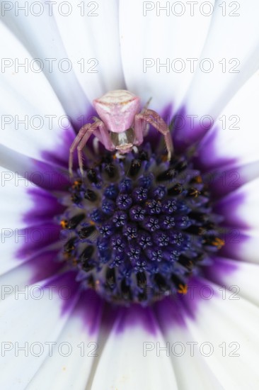 A pink crab spider rests at the center of an African daisy, Osteospermum, blending perfectly with the purple and white petals. This macro shot captures nature's camouflage and intricate details