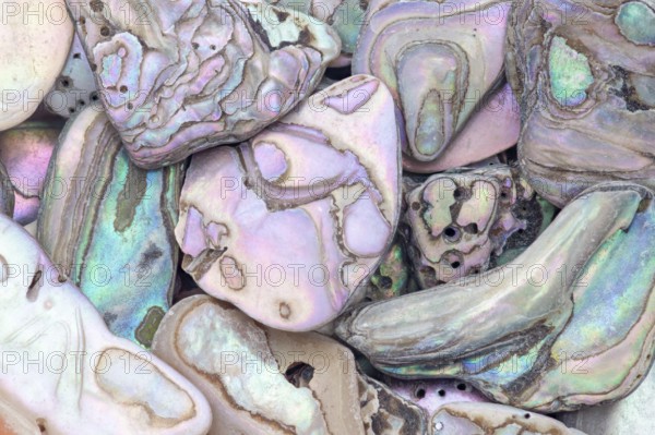 A detailed macro shot of abalone shell fragments in various shapes and sizes, showcasing their vibrant iridescent hues, natural holes, and intricate patterns