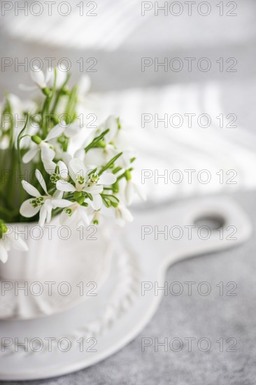 Fresh spring snowdrops in a white ceramic vase, elegantly displayed on a kitchen presentation board. The simple arrangement captures the essence of spring beautifully