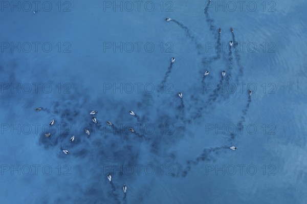 Aerial photo of Mallard ducks swimming in unison across the serene waters of Toledo Lagoons, Spain, creating mesmerizing patterns