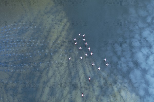 Aerial view of flamingos at Toledo Lagoons, Spain. The tranquil scene captures pink flamingos wading amid delicate water patterns, showcasing natural beauty