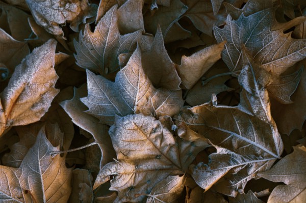 A detailed close-up of maple leaves covered with morning frost, highlighting the textures and colors of autumn