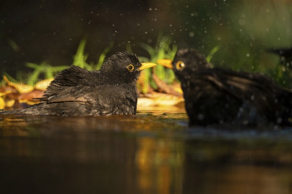 Two common blackbirds, Turdus merula, splashing water around as they bathe in a small garden pond, surrounded by lush greenery and sunlight filtering through
