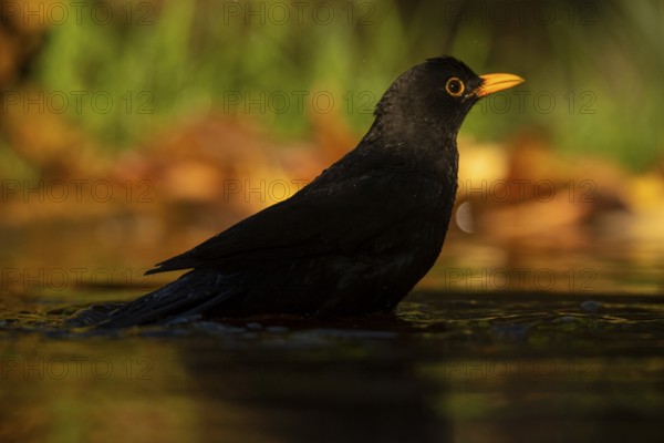 A common blackbird, also known as Turdus merula, is captured drinking water from a serene pond. The soft, natural light enhances the bird's glossy black plumage and contrasting bright orange beak and eye-rings