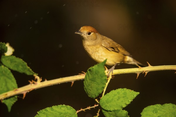 A female olive-crowned greenlet sits delicately on a thorny branch, surrounded by lush green leaves lightly speckled with water drops, showcasing the subtle beauty of this small songbird in a natural setting
