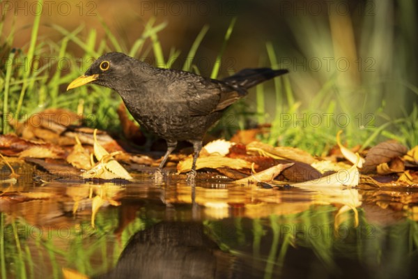 A solitary blackbird, Turdus merula, stands amidst fallen autumn leaves, reflecting quietly in the tranquil water, its glossy feathers highlighted by soft sunlight