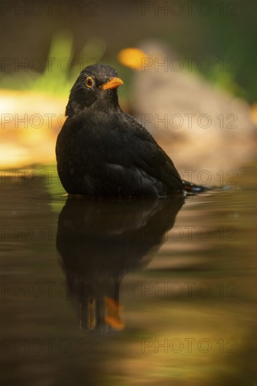 A stunning capture of a common blackbird (Turdus merula) with vivid orange beak details, reflected gracefully in tranquil water against a softly blurred green and yellow backdrop