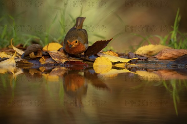 A European robin rests amidst colorful autumn leaves reflected in a serene water pool, capturing the essence of the season in vibrant detail