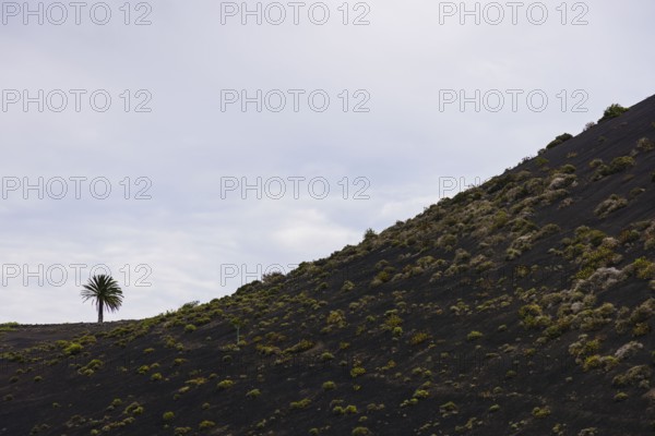 Volcanic hill with scattered vegetation and a lone palm tree at the top. The landscape conveys peace and pure beauty
