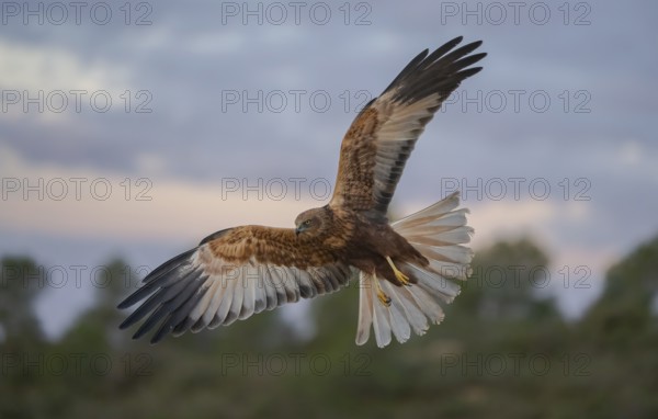 A stunning photograph captures a majestic hawk in full flight against a backdrop of dramatic dusk skies, showcasing the beauty and grace of this powerful bird